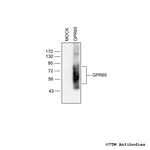 GPR65, G Protein-Coupled Receptor 65 Antibody in Western Blot (WB)