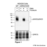 Phospho-GPR75 (Ser422, Ser423) Polyclonal Antibody