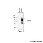 GPR75, G protein-coupled Receptor 75 Polyclonal Antibody