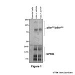 Phospho-GPR84 (Ser221, Ser224) Polyclonal Antibody