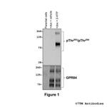 Phospho-GPR84 (Thr263, Thr264) Polyclonal Antibody