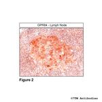GPR84, G Protein-Coupled Receptor 84 Antibody in Immunohistochemistry (Paraffin) (IHC (P))