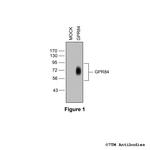 GPR84, G Protein-Coupled Receptor 84 Polyclonal Antibody