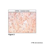 GPR84, G Protein-Coupled Receptor 84 Antibody in Immunohistochemistry (Paraffin) (IHC (P))