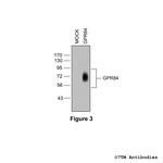GPR84, G Protein-Coupled Receptor 84 Antibody in Western Blot (WB)