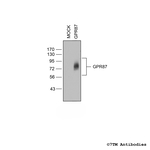 GPR87 (G Protein-Coupled Receptor 87) Polyclonal Antibody