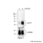 Phospho-GPR88 (Ser371) Polyclonal Antibody