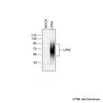 LPA5, Lysophosphatidic Acid Receptor 5 Antibody in Western Blot (WB)