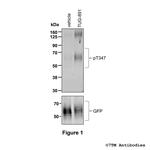 Phospho-FFA4 (Thr347) Polyclonal Antibody