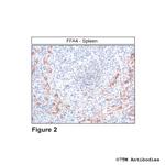 FFA4 Antibody in Immunohistochemistry (Paraffin) (IHC (P))