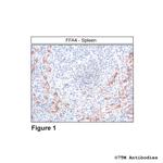 FFA4, FFA4 Receptor Polyclonal Antibody