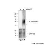 Phospho-GPR132 (Thr339, Ser341) Polyclonal Antibody