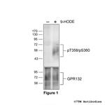 Phospho-GPR132 (Thr358, Ser360) Polyclonal Antibody