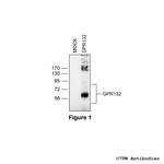 GPR132, G protein-coupled Receptor 132 Polyclonal Antibody