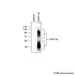 GPR139, G protein-coupled Receptor 139 Polyclonal Antibody
