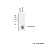 GPR146, G protein-coupled Receptor 146 Polyclonal Antibody
