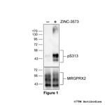 Phospho-MRGPRX2 Mas-related Receptor (Ser313) Antibody in Western Blot (WB)