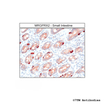 MRGPRX2, MRGPRX2 Mas-related Receptor Antibody in Immunohistochemistry (Paraffin) (IHC (P))