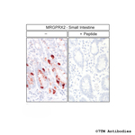 MRGPRX2, MRGPRX2 Mas-related Receptor Antibody in Immunohistochemistry (Paraffin) (IHC (P))