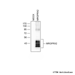 MRGPRX2, MRGPRX2 Mas-related Receptor Antibody in Western Blot (WB)