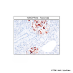 MRGPRX2, MRGPRX2 Mas-related Receptor Antibody in Immunohistochemistry (Paraffin) (IHC (P))