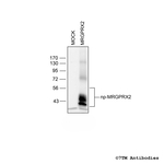 MRGPRX2, MRGPRX2 Mas-related Receptor Antibody in Western Blot (WB)