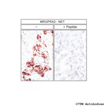 MRGPRX2, MRGPRX2 Mas-related Receptor Antibody in Immunohistochemistry (Paraffin) (IHC (P))