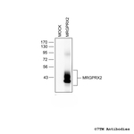 MRGPRX2, MRGPRX2 Mas-related Receptor Polyclonal Antibody