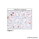MRGPRX3, MRGPRX3 Mas-related Receptor Antibody in Immunohistochemistry (Paraffin) (IHC (P))