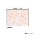 MRGPRX3, MRGPRX3 Mas-related Receptor Antibody in Immunohistochemistry (Paraffin) (IHC (P))
