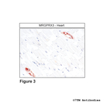 MRGPRX3, MRGPRX3 Mas-related Receptor Antibody in Immunohistochemistry (Paraffin) (IHC (P))