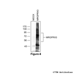 MRGPRX3, MRGPRX3 Mas-related Receptor Antibody in Western Blot (WB)