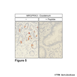 MRGPRX3, MRGPRX3 Mas-related Receptor Polyclonal Antibody
