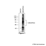 MRGPRX3, MRGPRX3 Mas-related Receptor Antibody in Western Blot (WB)