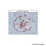 SUCNR1/GPR91, Succinate Receptor Antibody in Immunohistochemistry (Paraffin) (IHC (P))