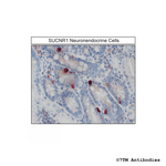 SUCNR1/GPR91, Succinate Receptor Antibody in Immunohistochemistry (Paraffin) (IHC (P))
