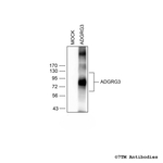GPR97/ADGRG3, G protein-coupled Receptor 97/ADGRG3 Antibody in Western Blot (WB)