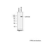 GPR158/mGlyR, G protein-coupled Receptor 158 Polyclonal Antibody