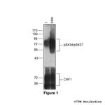 Phospho-Corticotropin-Releasing Factor Receptor 1 (Ser434, Ser437) Polyclonal Antibody