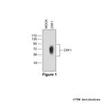 CRF1 (Corticotropin-Releasing Factor Receptor 1) Polyclonal Antibody