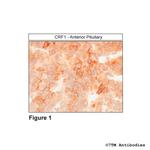 CRF1, Corticotropin-Releasing Factor Receptor 1 Polyclonal Antibody