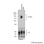Phospho-Dopamine Receptor 1 (Thr354) Polyclonal Antibody