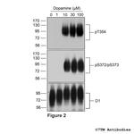 Phospho-Dopamine Receptor 1 (Thr354) Antibody in Western Blot (WB)