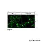 D1 (Dopamine Receptor 1) Antibody in Immunocytochemistry (ICC/IF)