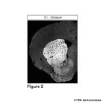 D1 (Dopamine Receptor 1) Antibody in Immunohistochemistry (PFA fixed) (IHC (PFA))