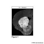 D1, Dopamine Receptor 1 Polyclonal Antibody