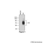 D2, Dopamine Receptor 2 Polyclonal Antibody