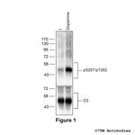 Phospho-Dopamine Receptor 3 (Ser257, Thr262) Polyclonal Antibody