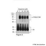 Phospho-Dopamine Receptor 5 (Thr382, Thr386) Antibody in Western Blot (WB)