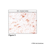D5, Dopamine Receptor 5 Antibody in Immunohistochemistry (Paraffin) (IHC (P))